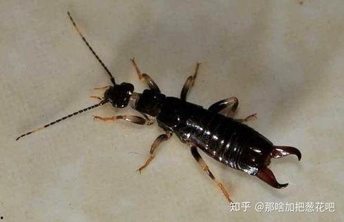 大妈爆料家里养蟑螂视频,揭秘蟑螂生存之谜