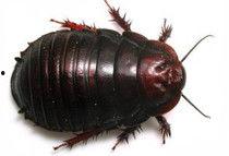 大妈爆料家里养蟑螂视频,揭秘蟑螂生存之谜  第3张